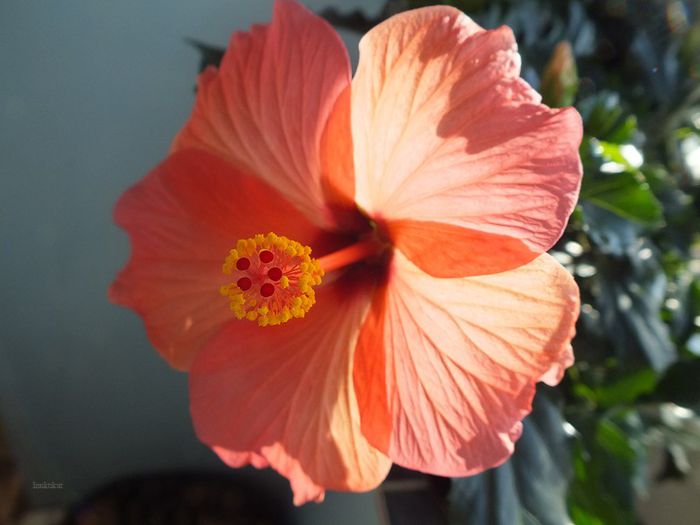 Hibiscus Cairo Red2