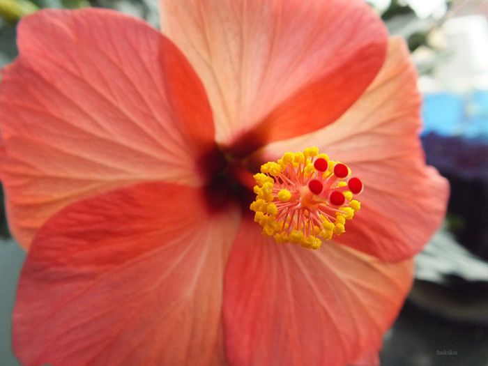 Hibiscus Cairo Red5 - Hibiscus 2013