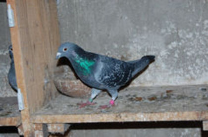 CAMPIONUL OLTENIEI PALMARES FOND