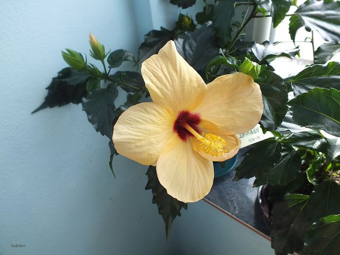 Hibiscus Cairo Apricot7