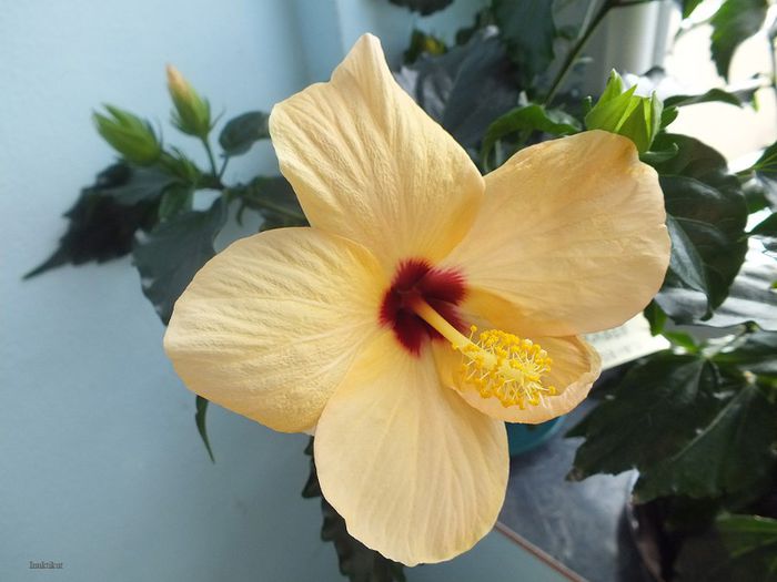 Hibiscus Cairo Apricot3