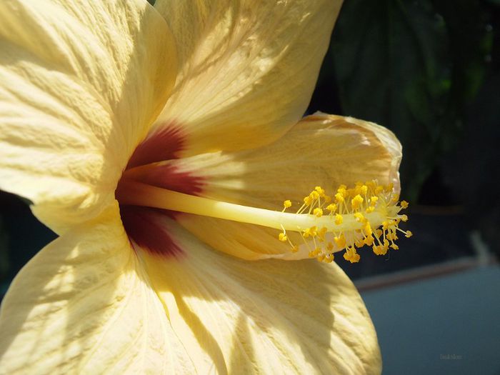 Hibiscus Cairo Apricot4 - Hibiscus 2013