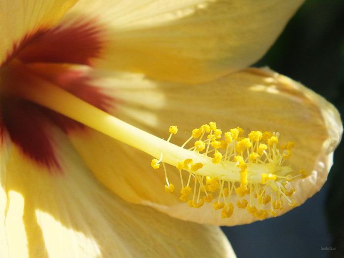 Hibiscus Cairo Apricot5