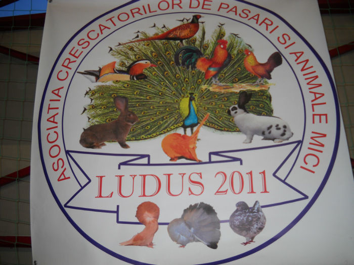 DSCN6257 - PASARI EXPO LUDUS 2013