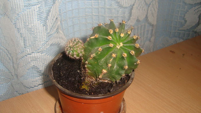 Cactusi diversi-7lei - Flori disponibile