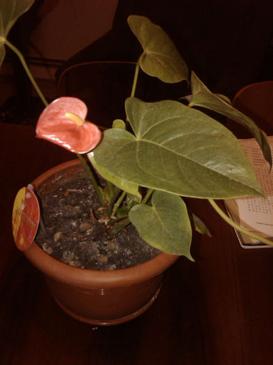 ce a ramas dupa despartire - Anthurium