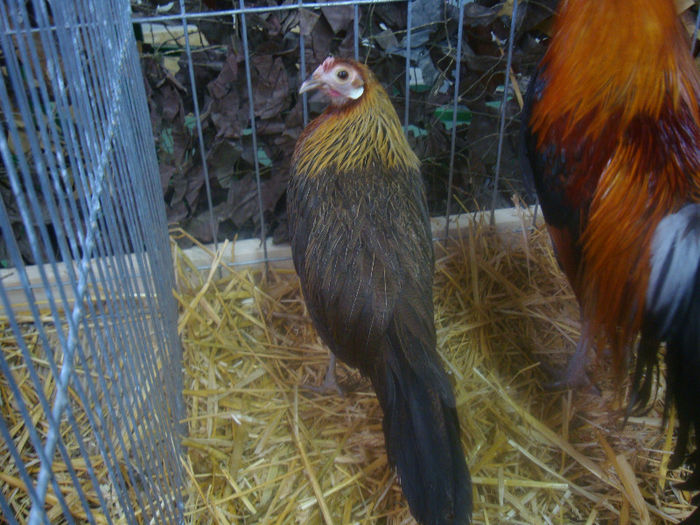 DSC01678