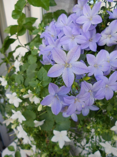 Campanula Isophylla morreti - Plante dorite