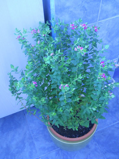 Polygala myrtifolia - Plante interior 2013