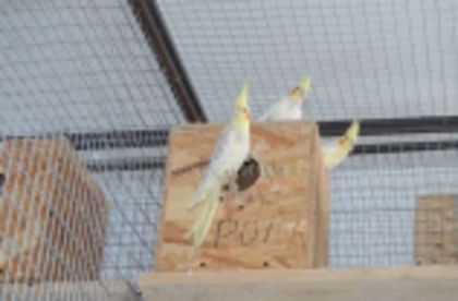 w134xh104_pasari_exotice_0013 - Imagini din articol