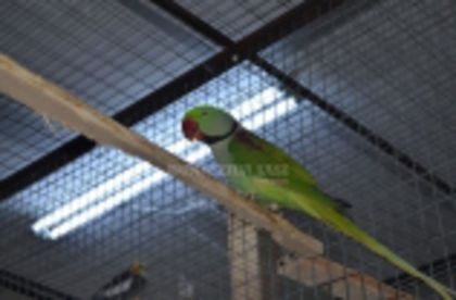 w134xh104_pasari_exotice_0015