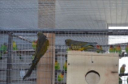 w134xh104_pasari_exotice_0019