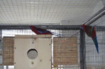 w134xh104_pasari_exotice_0021