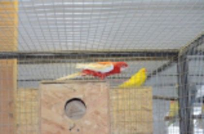 w134xh104_pasari_exotice_0022