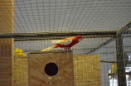 w134xh104_pasari_exotice_0023