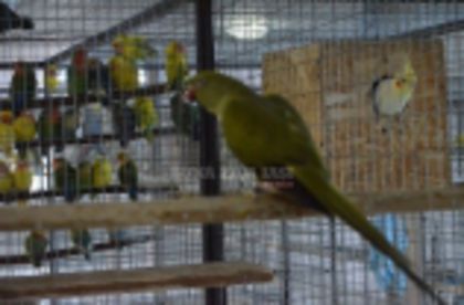 w134xh104_pasari_exotice_0027