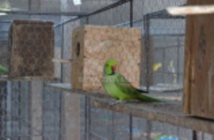 w134xh104_pasari_exotice_0036