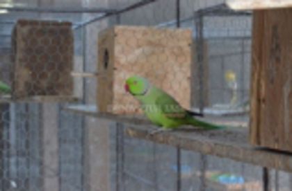 w134xh104_pasari_exotice_0037