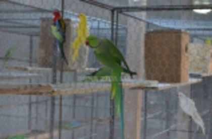 w134xh104_pasari_exotice_0038