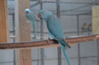 w134xh104_pasari_exotice_0041