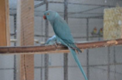 w134xh104_pasari_exotice_0042 (1)