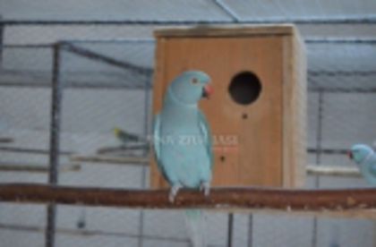 w134xh104_pasari_exotice_0043