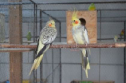 w134xh104_pasari_exotice_0044