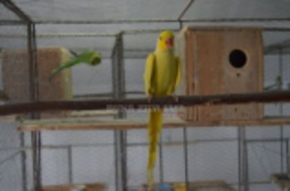 w134xh104_pasari_exotice_0046