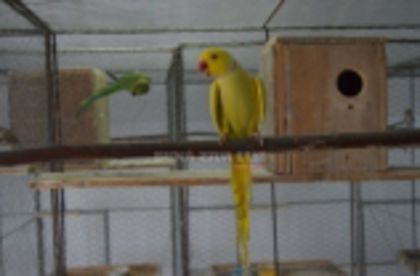 w134xh104_pasari_exotice_0047