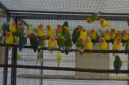 w134xh104_pasari_exotice_0050