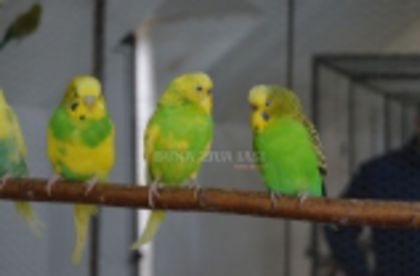 w134xh104_pasari_exotice_0057