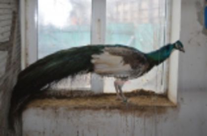 w134xh104_pauni_0002