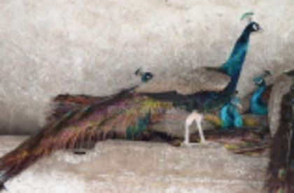 w134xh104_pauni_0006