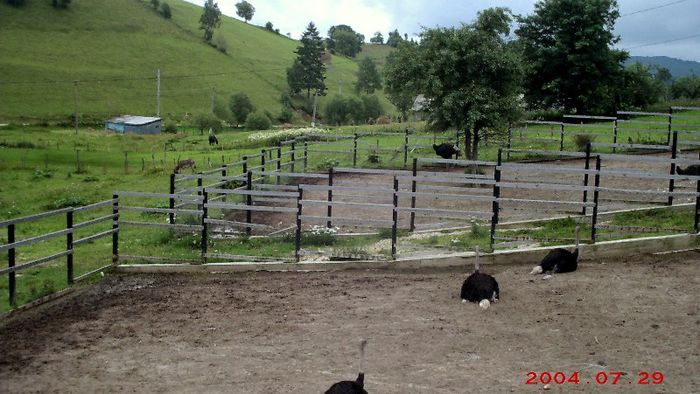 108. STRUTII (foto.Cosmin).-2 108. STRUTII (foto.Cosmin).-2