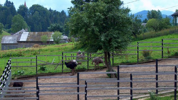 112. Strutii de la SIRNEA.-1 - BUCEGII - Piatra Craiului - imprejurimi