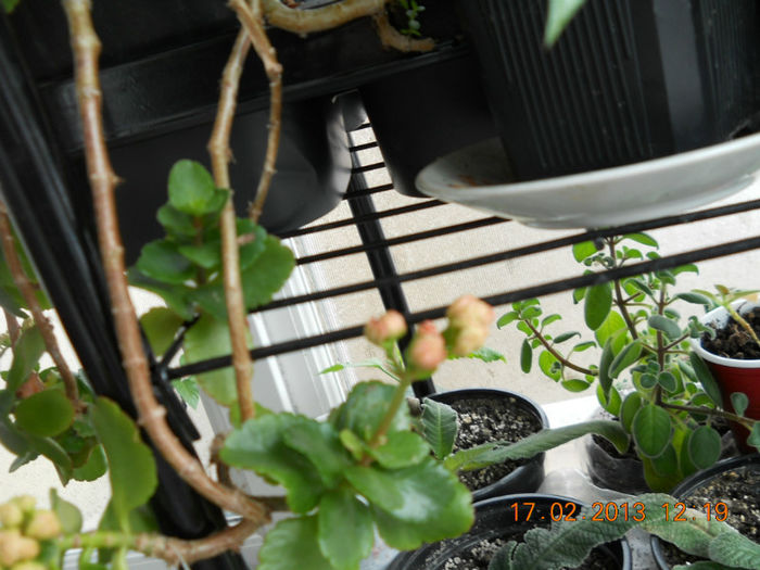 17.02.2013 002 - FEBRUARIE 2013
