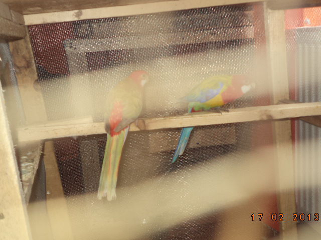 DSC00453 - rosella