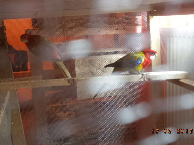 DSC00455 - rosella