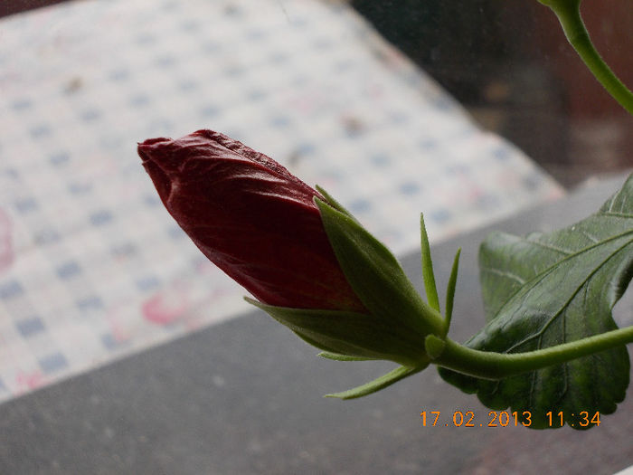 17 febr 2013-flori 003