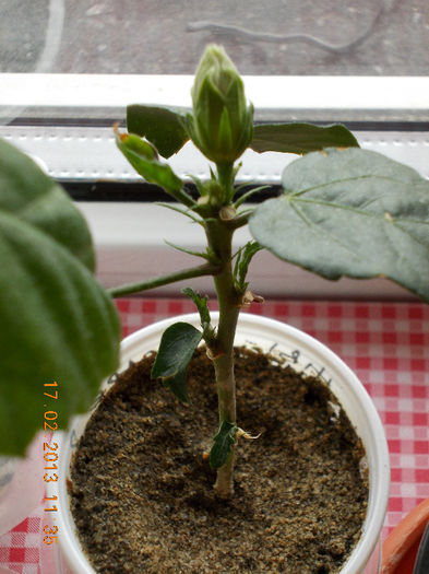 17 febr 2013-flori 005