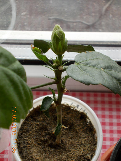 17 febr 2013-flori 007