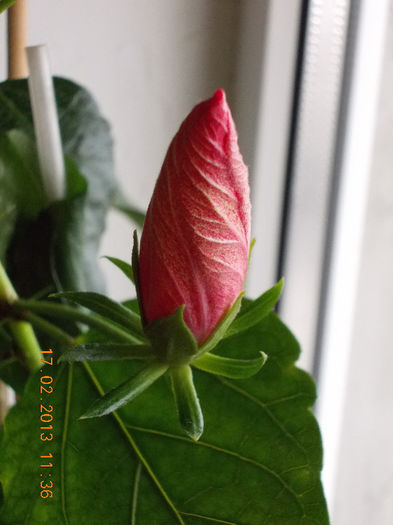 17 febr 2013-flori 010