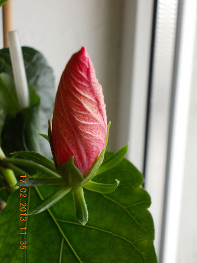 17 febr 2013-flori 009
