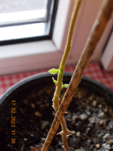 17 febr 2013-flori 016