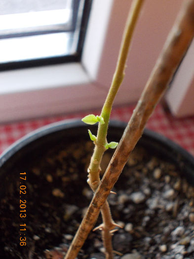17 febr 2013-flori 015 - februarie 2013