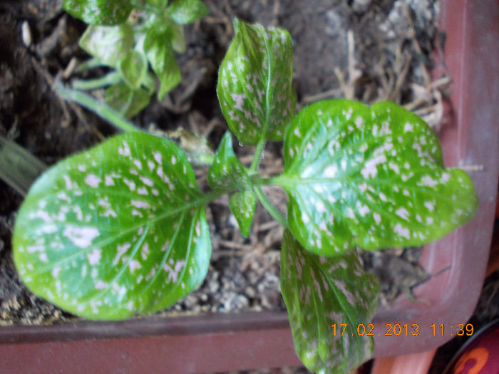 17 febr 2013-flori 023 - februarie 2013