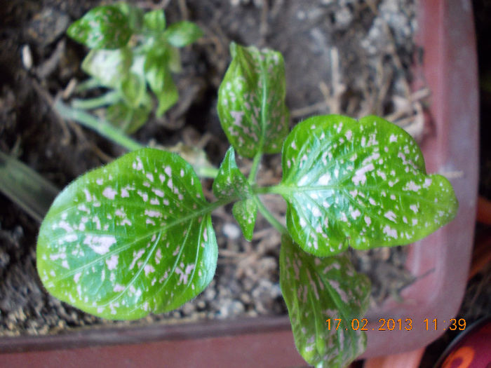 hypoestes-verde cu roz - februarie 2013