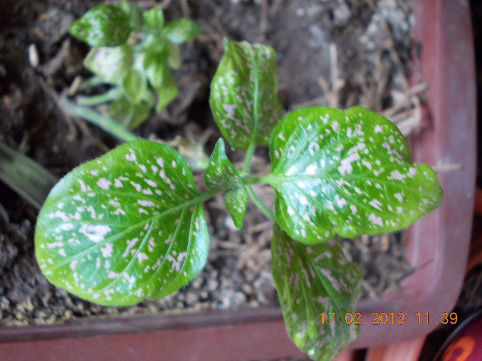 17 febr 2013-flori 025 - februarie 2013