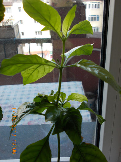 17 febr 2013-flori 026 - februarie 2013