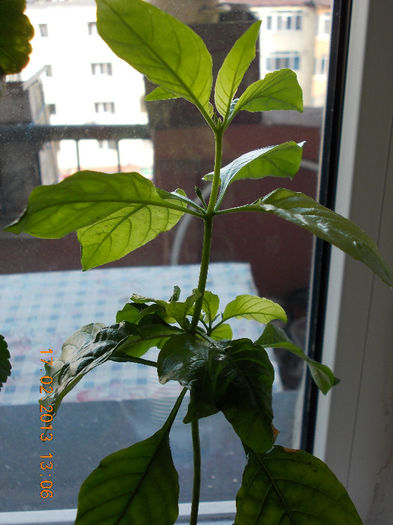 crossandra - februarie 2013